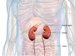 NEBENNIEREN CARE SHAKTI (Fürsorge)
