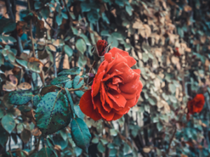 Starke Präsenz KAWIBAWA - Überwältigende Kraft