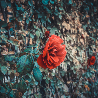 Starke Präsenz KAWIBAWA - Überwältigende Kraft