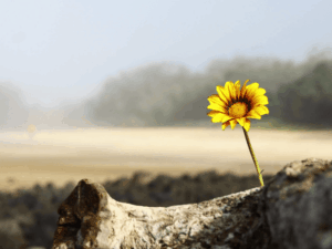 Unzerbrechliche Hoffnung Genesis Codex (Verankerung unbesiegbarer Hoffnung)