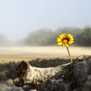 Unzerbrechliche Hoffnung Genesis Codex (Verankerung unbesiegbarer Hoffnung)