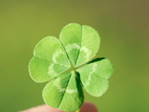 SIEBEN GESETZE DER ANZIEHUNG