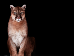 MAGICAL BLACK PUMA ELIXIR - Charisma!