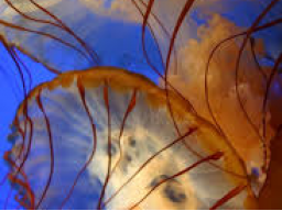 ZAUBER ZUR ENTFERNUNG VON EKTOPLASMEN (Reines Energiefeld)