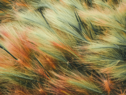 Kosmischer Medizin Buddha™ Ermächtigungen