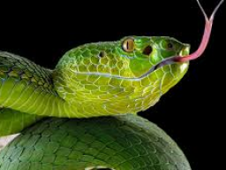 Schlangenbalsam Reiki - Snake Balm Reiki (Schmerzlinderung)