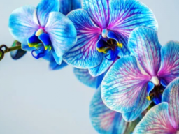 ORCHIDEEN-RETTUNGSMITTEL - Energie-Therapie