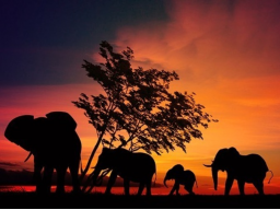 Sawabona - Shikoba Ermächtigung - Sawabona-Shikoba - Afrikanische Energie