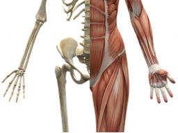 Energiesystem - Bone Care ™ - Knochen Fürsorge