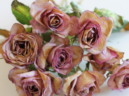 MAGICAL WILD ROSES (aufregend & wild)