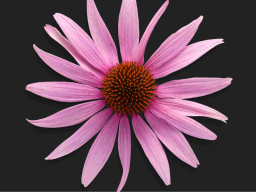 Ewige Jugend Chi Energie