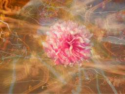 REINE ARJUNA ESSENZ (Bereicherung für die Seele)