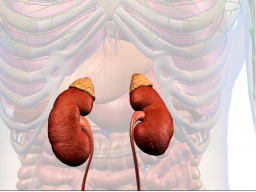 Nebennieren Reiki - Heilenergie
