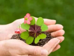 CZ Karte - Vierblättriges Kleeblatt - Mystische Essenz