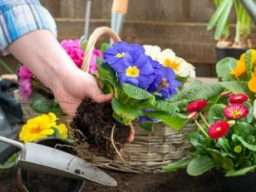 Flower Power - Energie für Blumen und Pflanzen - Selbsteinweihung