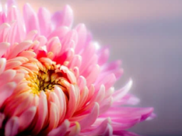 CHRYSANTHEMEN ESSENZ (Liebesausstrahlung)