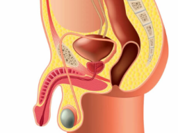 Emotionale Heilung Prostataprobleme