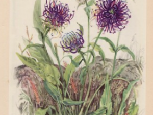 TEUFELSKRALLEN ESSENZ (Vielfältige positive Wirkeffekte) - Ätherische Versorgung