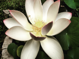 BLACK PATCHOULI ESSENCE - Charisma & Charme