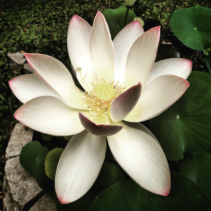 BLACK PATCHOULI ESSENCE - Charisma & Charme