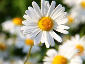 Golden Glitter Beauty - Grandioses Erscheinungsbild