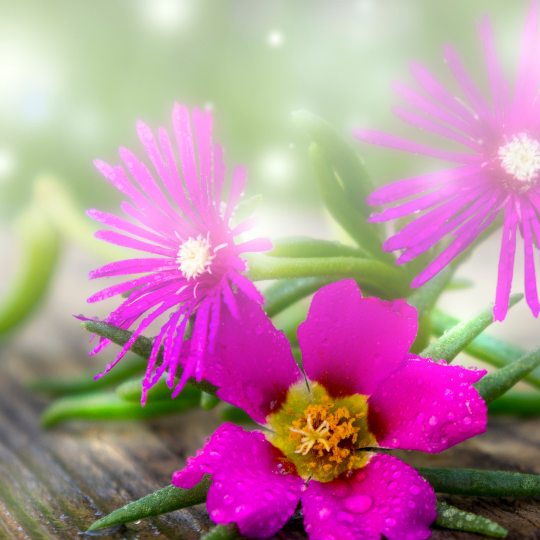 Verjüngung Reiki von der Venus - Magische Shönheit