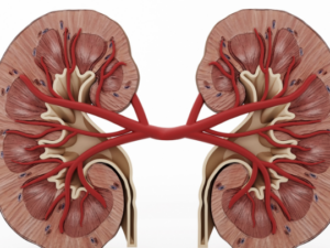 Kidneys and Bladder Care TM - Nieren und Blasen Fürsorge