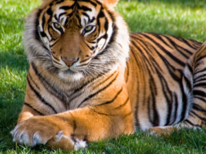 MACAN WULAN - Der Tiger des Mondes - Schutz/Sicherheit