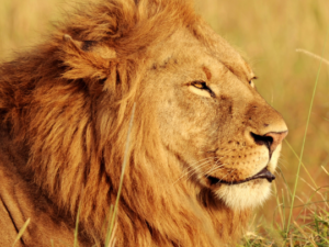 Singo Lodoyo - Löwe des verwunschenen Waldes Lodoyo (Schutz)