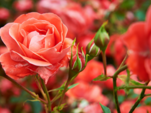 Pengasihan Jala Jagad (Charme & Attraktivität)