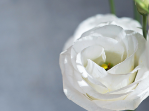 999 Energie von Vajra Kartri (Energiereinigung auf allen Ebenen)