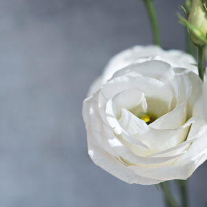 999 Energie von Vajra Kartri (Energiereinigung auf allen Ebenen)