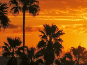 Surya Jati Energy - Sonnensternstrahlenergie