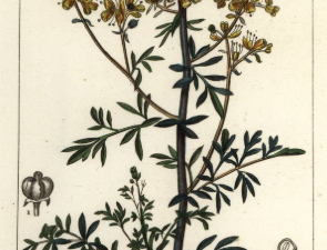 WEINRAUTE ESSENZ - Ätherische Versorgung (Allround-Wirkungen)