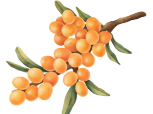 Golden Sea Buckthorn - Goldener Sanddorn (Heilende Energie)
