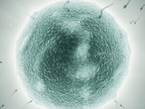 AUFLÖSUNG DER NEGATIVEN EINFLÜSSE WÄHREND DER ZEUGUNG - nach Natara®/Baeyun