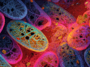 THE SHAKTI-ATP RESURRECTION FIELD (Erweckung der göttlich-weiblichen Kraft in der mitochondrialen Matrix)