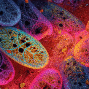 THE SHAKTI-ATP RESURRECTION FIELD (Erweckung der göttlich-weiblichen Kraft in der mitochondrialen Matrix)