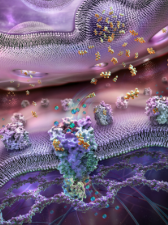 THE NEUROTRANSMITTER ALIGNMENT FIELD (Energetische Umstrukturierung für Stimmungsregulation, Klarheit und emotionale Intelligenz – Ein 3-stufiges System für synaptische Lichtübertragung und innere Signalharmonie)