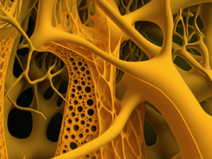 THE NUTRI-LIGHT INTEGRATION FIELD (Energetische Installation von Kalzium- und Vitaminintelligenz für strukturelle und zelluläre StrahlkraftEin 4-stufiges energetisches Nährstofffeld für Stärke, Klarheit und regenerative Vitalität)